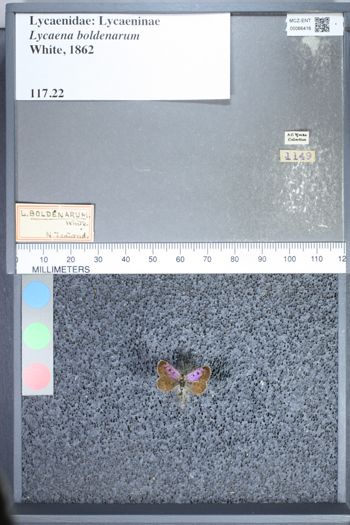 Media type: image;   Entomology 66416